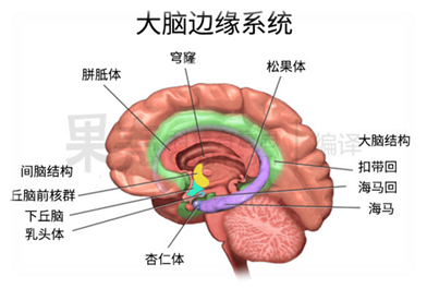 说明: 杏仁核Q